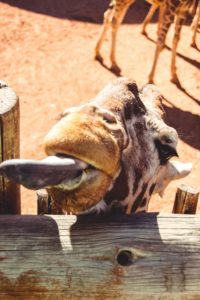 Living In Denver: Something Remarkable From A To Z