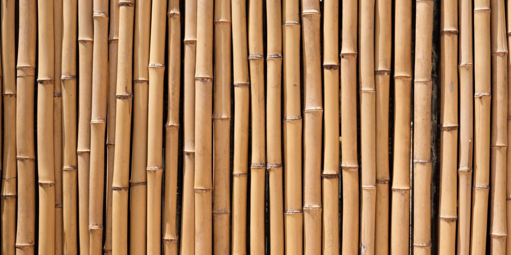 Bamboo