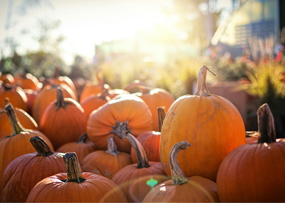 Fall Festivals & Fun in Denver