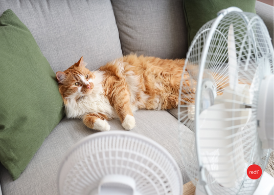 🌿 How to Keep Your House Cool Without AC